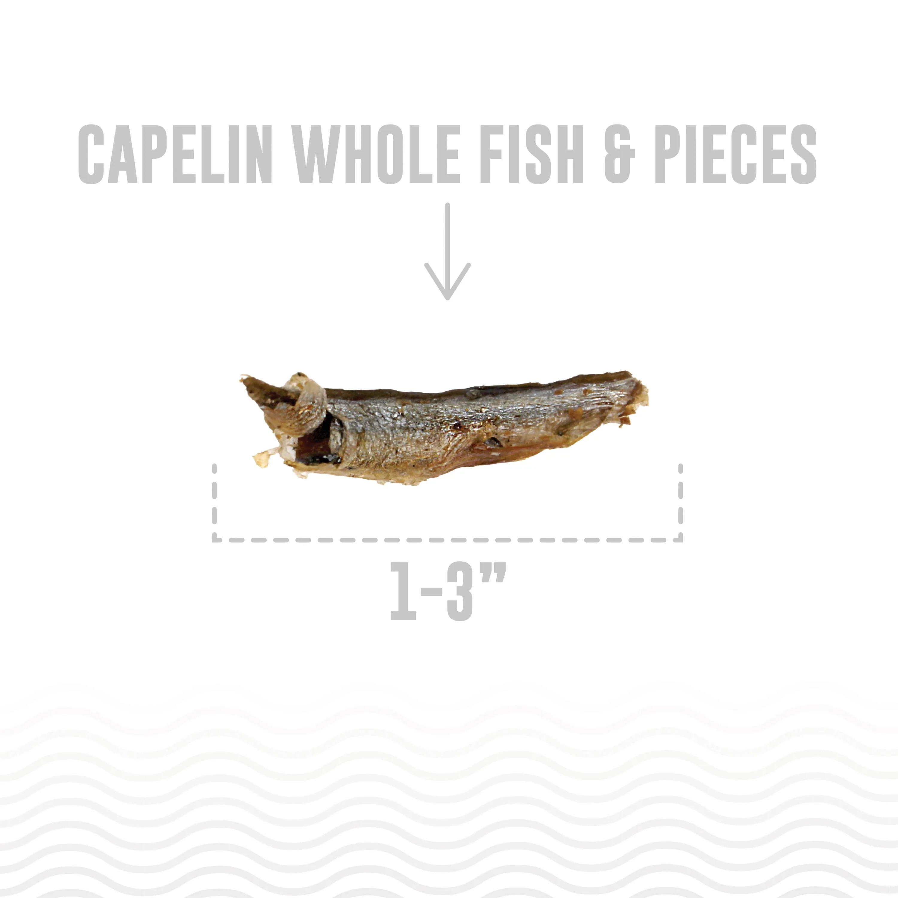 Icelandic  Capelin Whole Fish & Pieces Dog Treat: 2.5-oz Bag